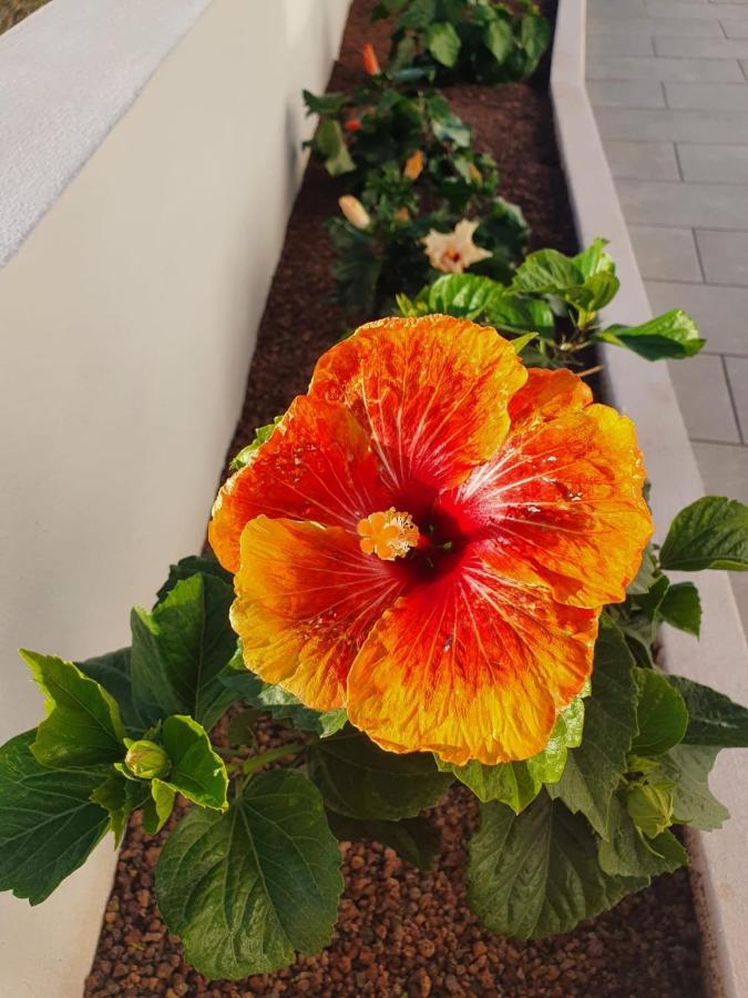 Villa La Casita La Matanza De Acentejo エクステリア 写真